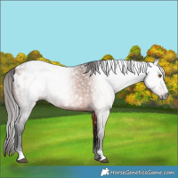 Horse Color:Gray Bay Appaloosa 