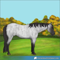 Horse Color:Smoky Blue Roan 