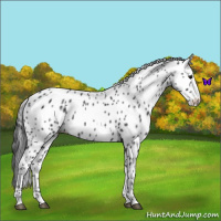 Horse Color:Blue Roan Leopard 