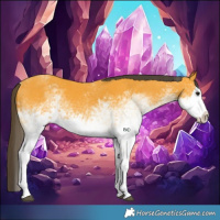 Horse Color:White Spotted Buckskin Splash  and White Spotted Buckskin Splash 
