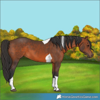Horse Color:Brown Tobiano 
