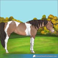 Horse Color:Sable Champagne Tobiano 