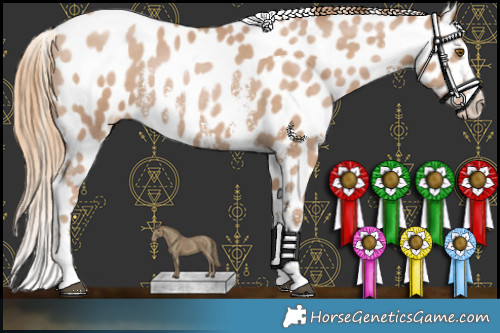 Horse Color:Black Pearl Sabino Appaloosa Rabicano 