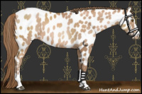 Horse Color:Black Pearl Sabino Appaloosa Rabicano 