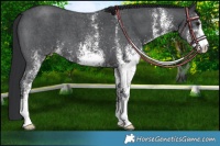 Horse Color:White Spotted Black