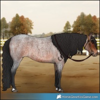 Horse Color:Brown Roan
