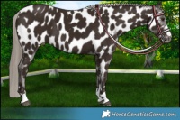 Horse Color:Liver Chestnut Near Leopard