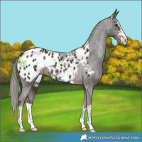 Horse Color:Liver Chestnut Mushroom Appaloosa 
