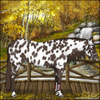 Horse Color:Liver Red Roan Appaloosa