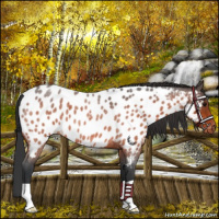 Horse Color:Bay Roan Appaloosa 