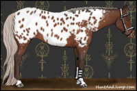 Horse Color:Silver Bay Roan Near Leopard 