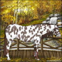Horse Color:Liver Red Roan Appaloosa 