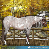 Horse Color:White Spotted Liver Red Roan 