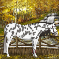Horse Color:Liver Red Roan Splash Appaloosa 
