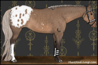 Horse Color:Silver Brown Dun Blanket 
