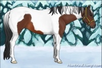 Horse Color:Bay Tobiano 