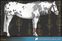 Horse Color:White Spotted Black Splash Appaloosa 