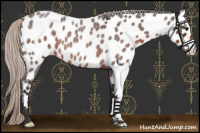 Horse Color:Silver Brown Roan Near Leopard