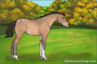 Horse Color:Amber Champagne Tobiano