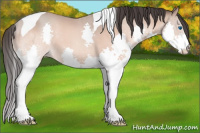 Horse Color:Amber Champagne Sabino Splash Tobiano 