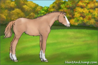 Horse Color:Gold Champagne Splash