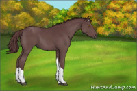 Horse Color:Chocolate Black Tobiano 