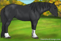 Horse Color:Black Tobiano 