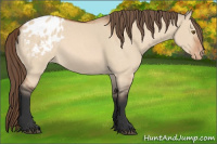 Horse Color:Bay Dun Mushroom Sabino Appaloosa 