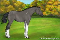 Horse Color:Grullo Tobiano Rabicano