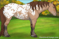Horse Color:Bay Dun Appaloosa 