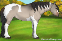 Horse Color:Brown Dun Tobiano 
