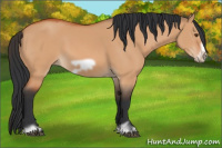 Horse Color:Bay Dun Frame 