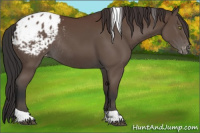 Horse Color:Bay Tobiano Blanket Rabicano 