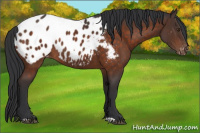 Horse Color:Brown Appaloosa Rabicano 