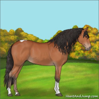 Horse Color:Bay Tobiano Rabicano 