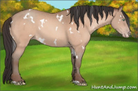 Horse Color:White Spotted Sable Champagne 