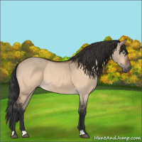 Horse Color:Bay Dun Rabicano 