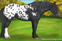 Horse Color:Black Chinchilla Appaloosa