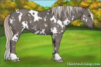 Horse Color:White Spotted Silver Black 