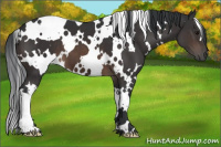Horse Color:White Spotted Brown 