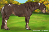Horse Color:White Spotted Liver Chestnut 