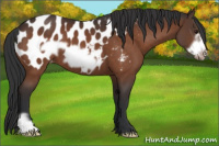Horse Color:Bay Frame Appaloosa 