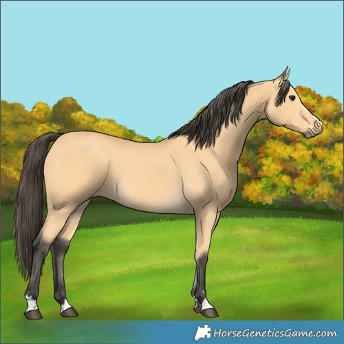 Horse Color:Buckskin 