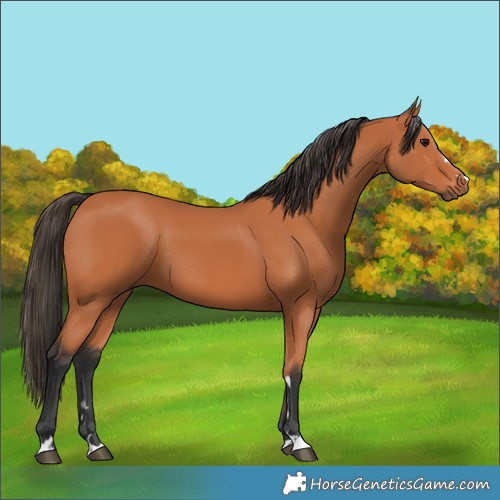 Horse Color:Bay 