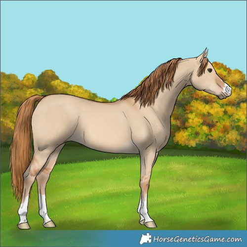 Horse Color:Red Dun 