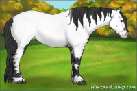 Horse Color:White Spotted Black Appaloosa 