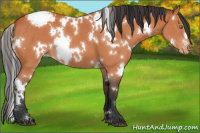 Horse Color:White Spotted Bay Appaloosa