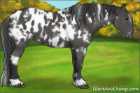 Horse Color:White Spotted Black Appaloosa 