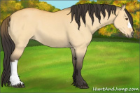 Horse Color:Buckskin Dun 