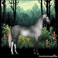 Horse Color:Gray Silver Brown Rabicano 